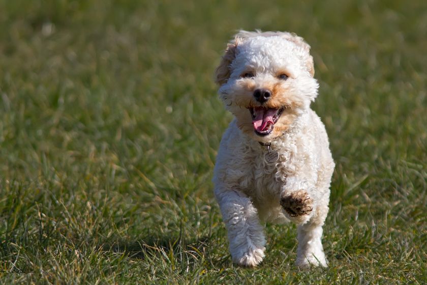 Cute Cavapoo Pup Running on Grass