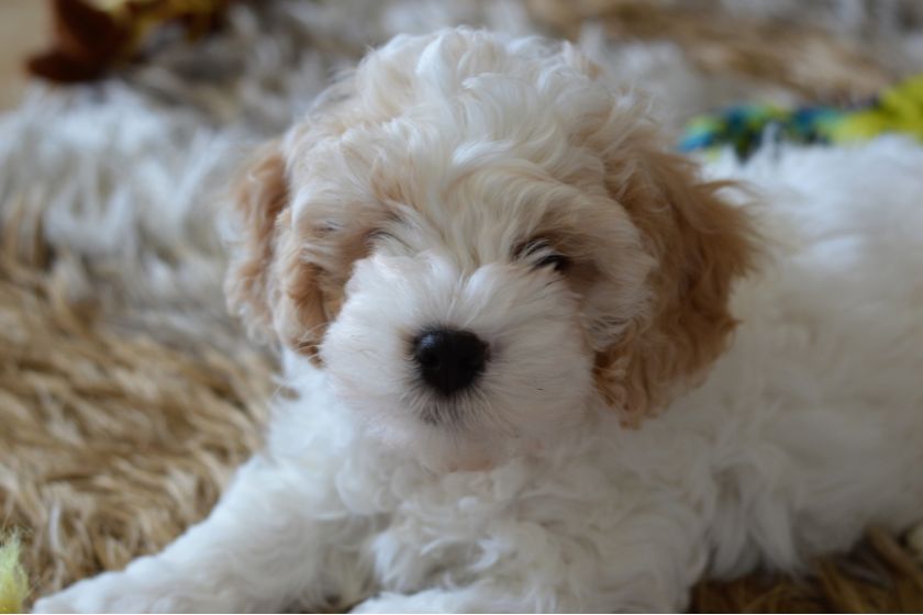 Cute Cavapoo Puppy Resting on Floor