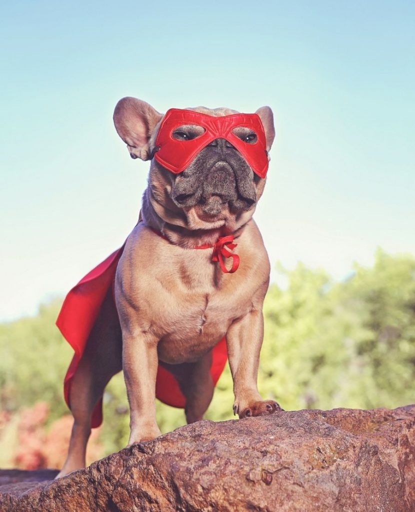 Cute French Bulldog in Superhero Costume