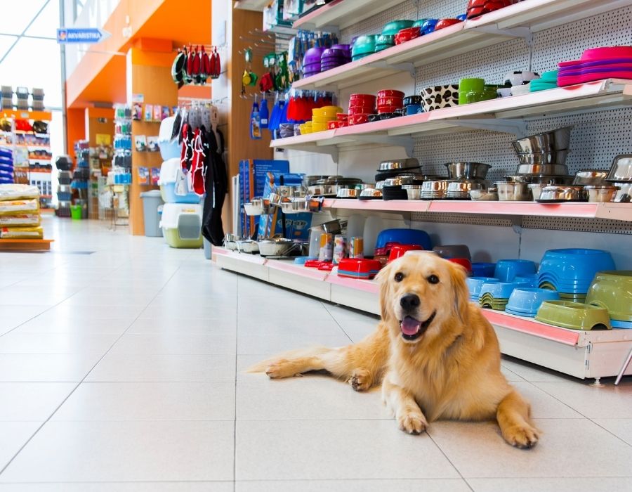 Cute Golden Retriever at Pet Store