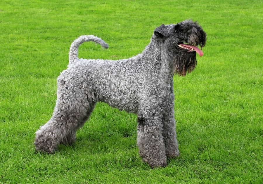 Cute Kerry Blue Terrier Dog Standing on Grass at Dog Park