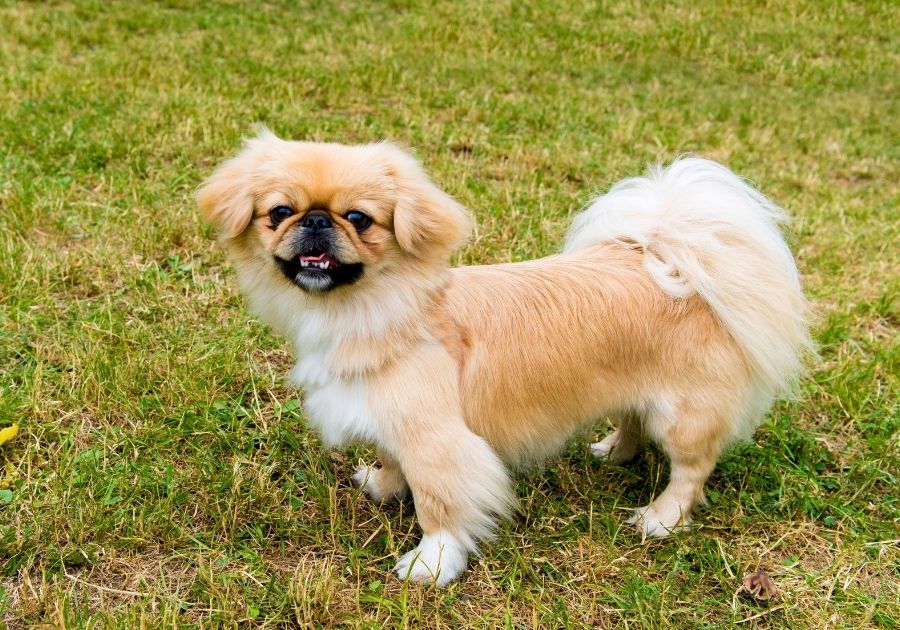 Cute Pekingese Dog Standing on Grass Looking at Camera