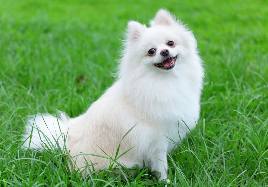 Cute Pomeranian Pup Sitting on Grass Smiling