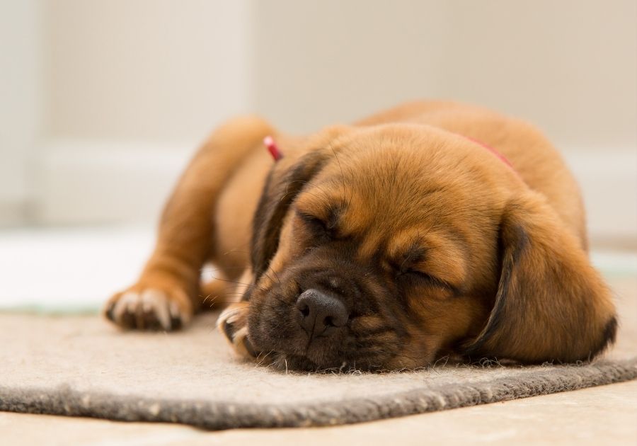 Cute Puppy Lying on Floor Sleeping