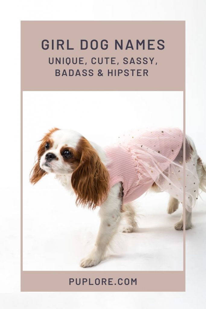 Cute, Sassy, Unique, Hipster & Tough Female Dog Names