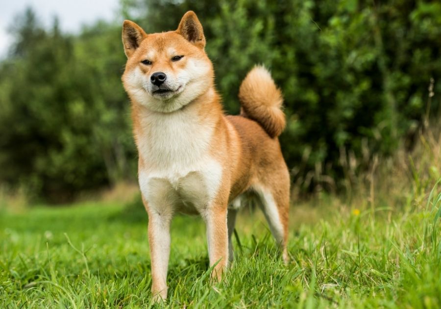 Cute Shiba Inu Dog Standing at Park