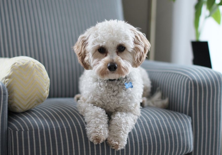 Cute Shih Tzu Dog Resting on Couch