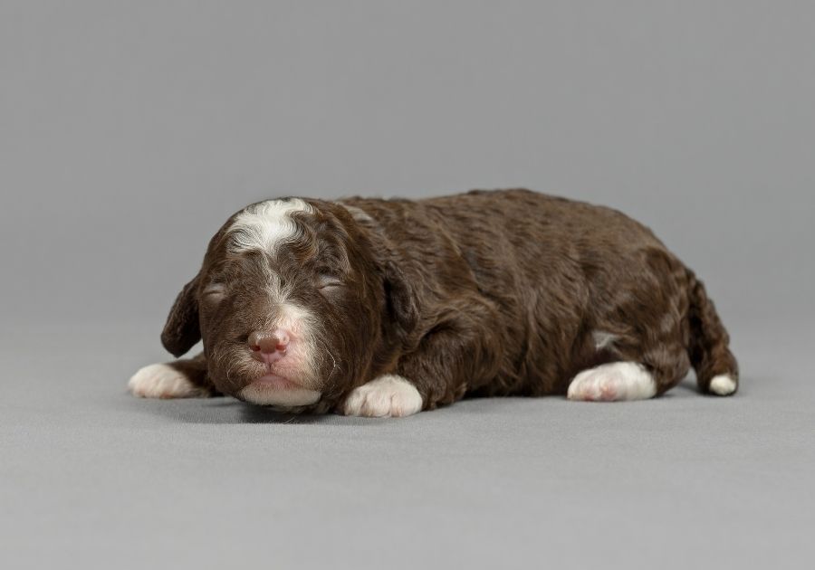 Cute Spanish Water Dog Newborn Puppy with Eyes Closed