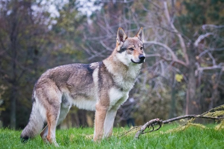 Czechoslovakian Wolfdog Standing on Grass