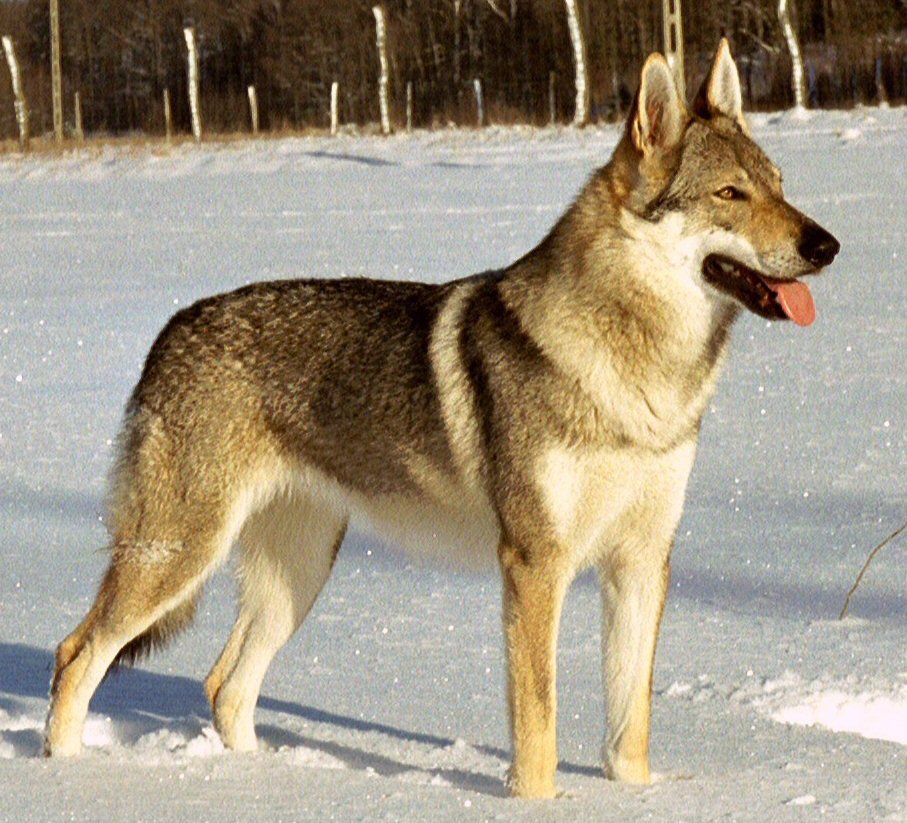 Dog Breeds That Look Like Huskies – Czechoslovakian Wolfdog