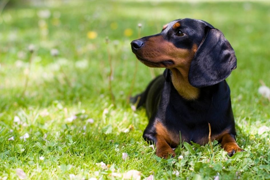 Dachshund Dog Resting on Field Looking Aside