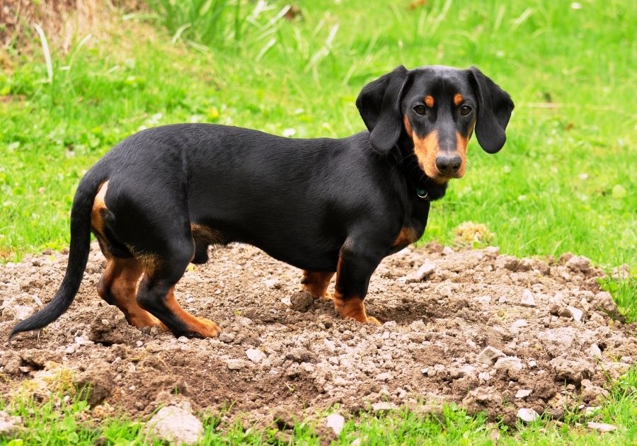 Dachshund Dog Digging Soil