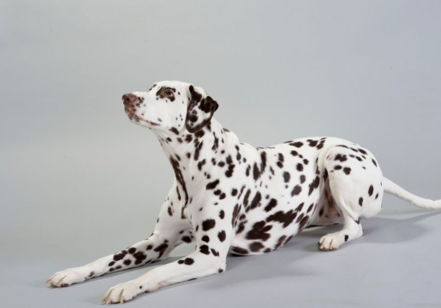 Dalmatian Dog Lying on Gray Background Looking Up
