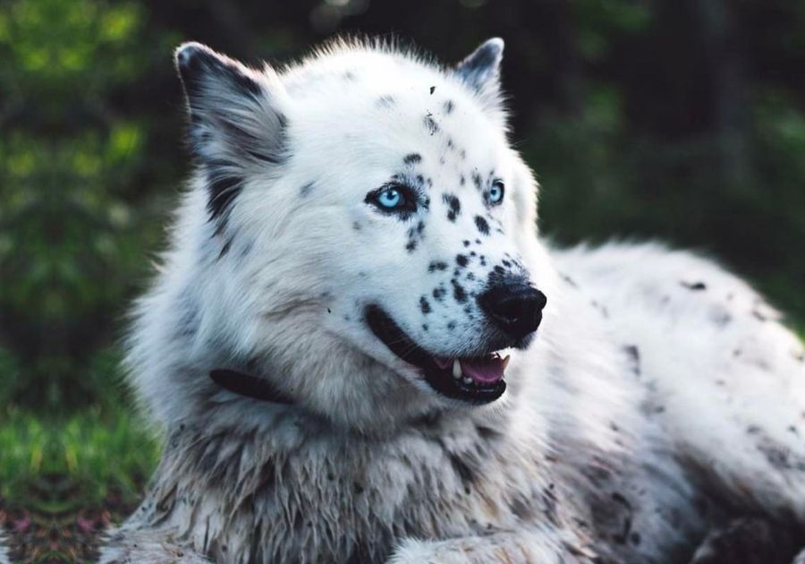 Dalusky: Dalmatian Husky Mix Dog Close Up