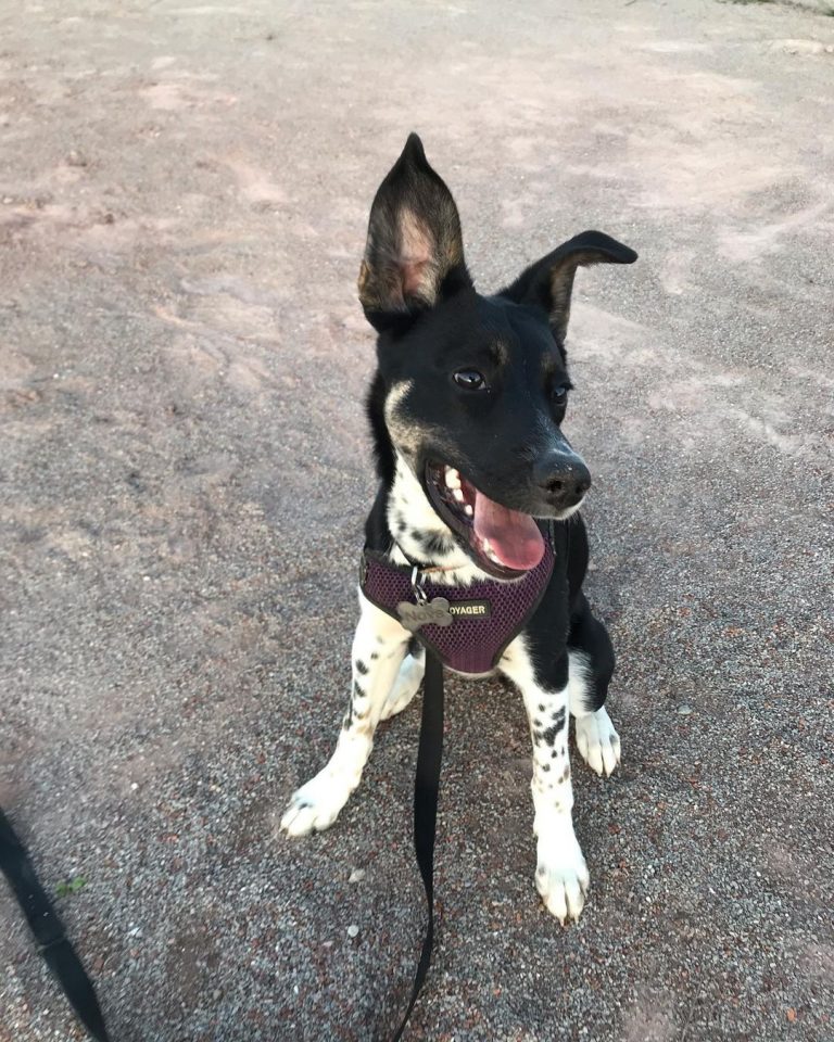 Dalusky Dalmatian Husky Mix (A Complete Guide) Puplore