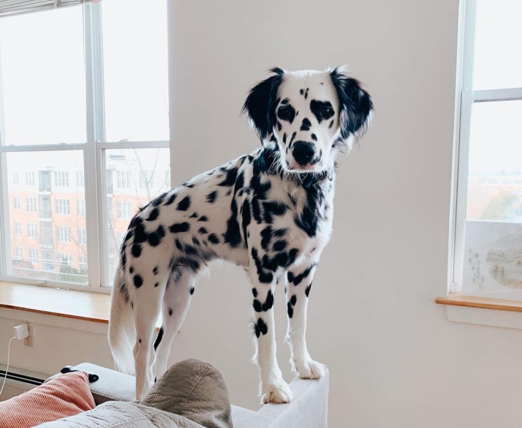 Dalmatian Pup with Long Hair Standing on Sofa