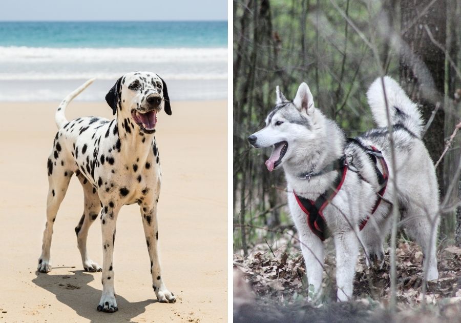 Dalmatian x Siberian Husky Dog Breeds Left & Right Respectively