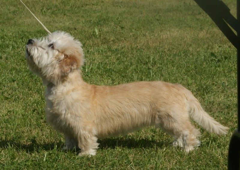 Dandie Dinmont Terrier Dog Breed