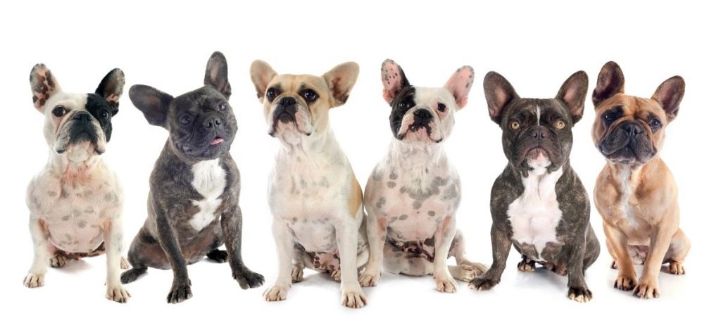 Different French Bulldog Colors to Choose From