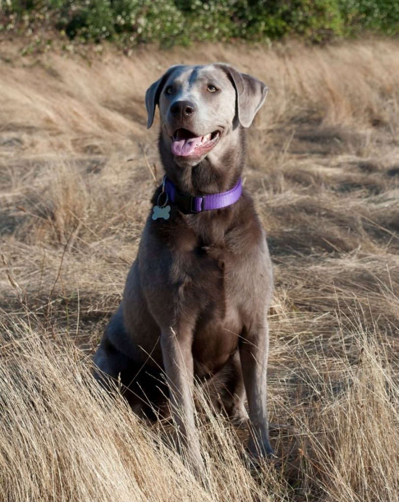 Diluted Chocolate Silver Lab Sitting on Dry Grass