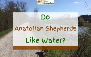 Do Anatolian Shepherds Like Water and Can They Swim? (Solved!)