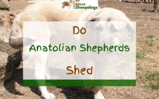 Do Anatolian Shepherds Shed? (Answered)