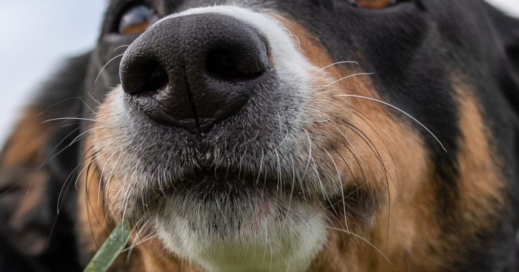 Do Dog Whiskers Grow Back? Important Facts! Puplore