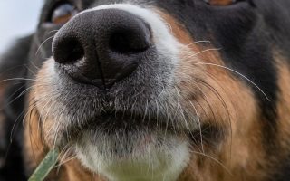 Do Dog Whiskers Grow Back? Important Facts!