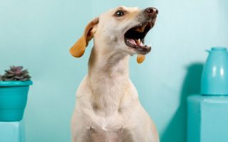 Do Dogs Get Tired Of Barking? What You Should Know