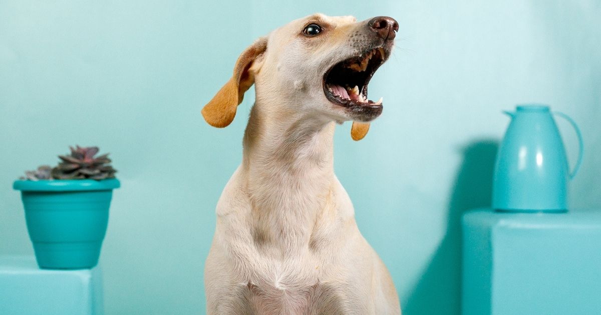 Do Dogs Get Tired Of Barking What You Should Know