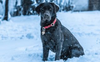 Do Labs Get Cold? Does My Labrador Need a Coat in Winter?