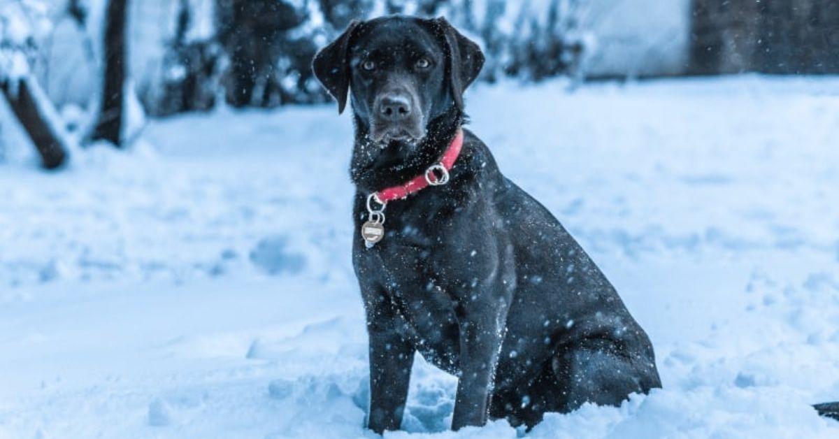 Do Labs Get Cold Does My Labrador Need a Coat in Winter