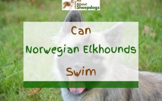 Do Norwegian Elkhounds Like Water And Can They Swim?