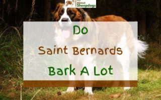 Do Saint Bernards Bark A Lot? (Solved!)