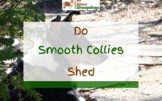 Do Smooth Collies Shed? – Find Out The Truth!