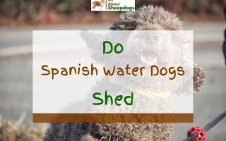 Do Spanish Water Dogs Shed? (Solved!)
