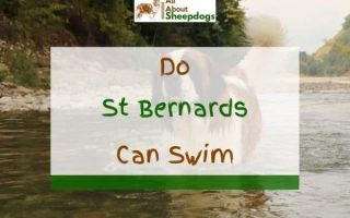 Do St Bernards Like Water And Can They Swim?
