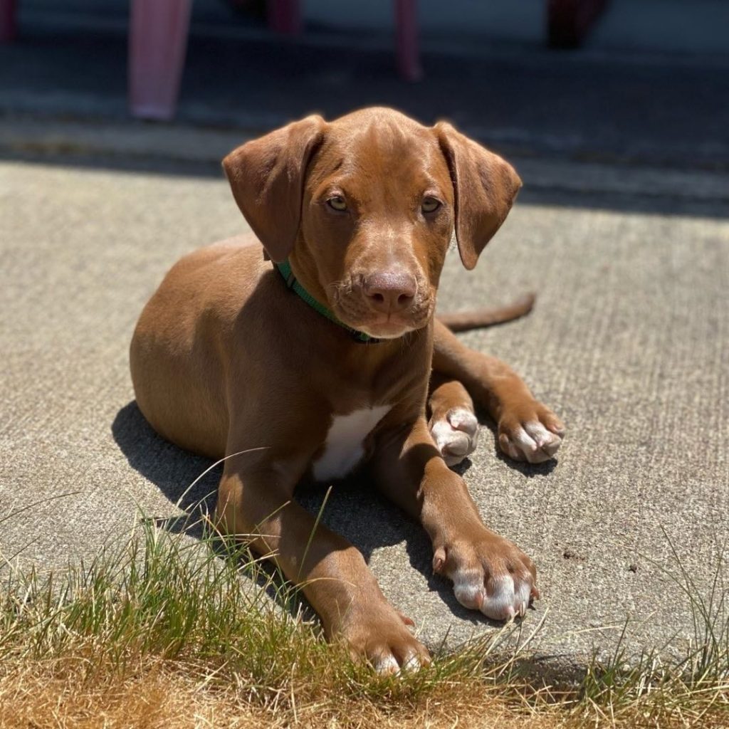 Dober Pit Pup Rasting on Ground