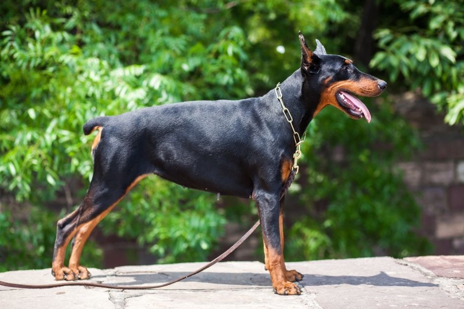 Doberman Pinscher Dog Breed Standing on Walkway