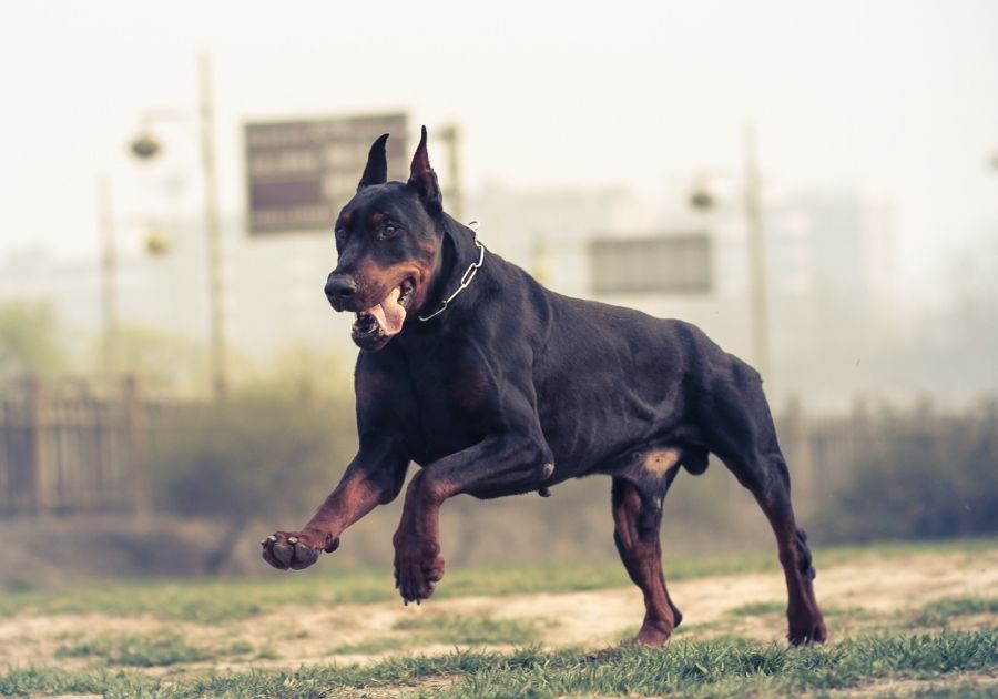 Doberman Pinscher Dog on a Chase