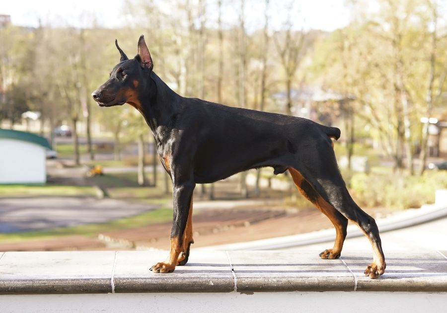 Doberman Pinscher Dog with Docked Tail and Cropped Ears