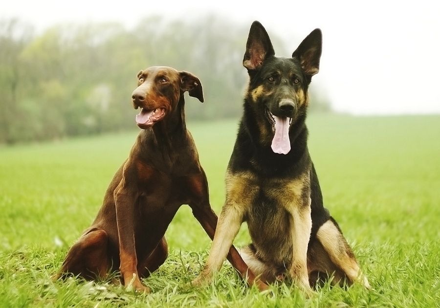 Doberman Pinscher and German Shepherd Pups Sitting on Grass