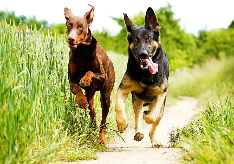 Doberman Pinscher vs German Shepherd dogs Running Outdoor