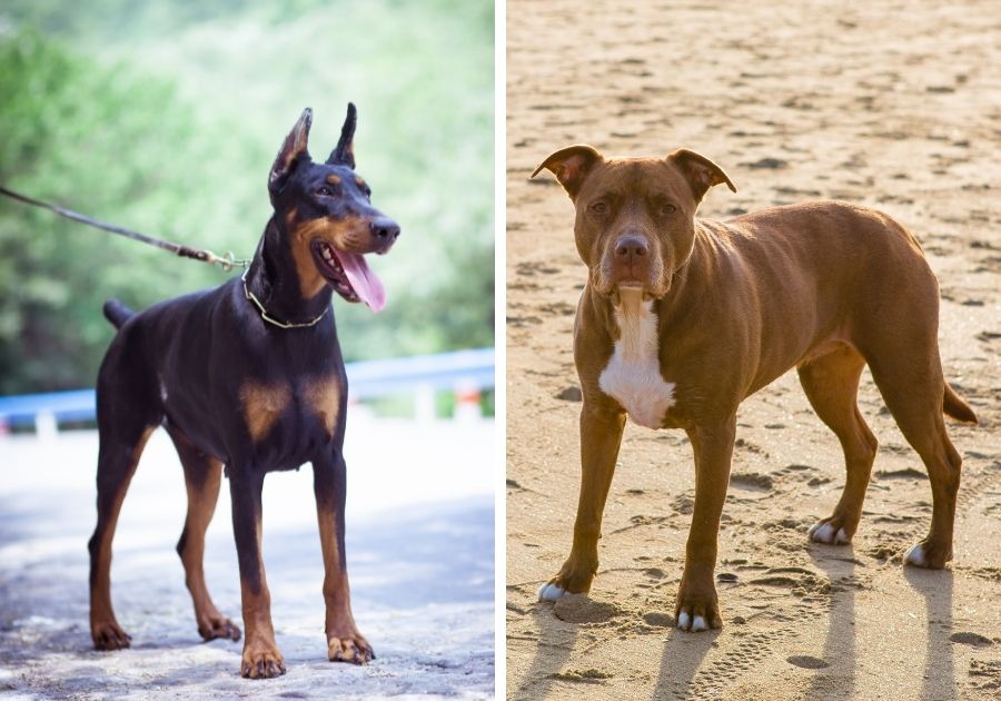 Doberman Pinscher x American Pit Bull Terrier Dog Breeds Left and Right Respectively