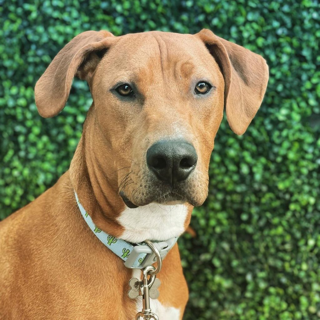 doberman mix with pitbull