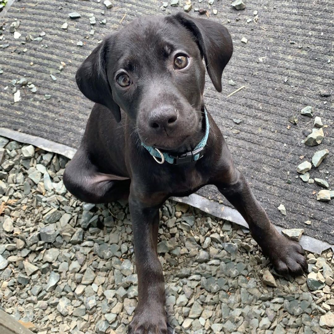 Doberman Pitbull Mix Puppy Sitting on Ground Looking Up