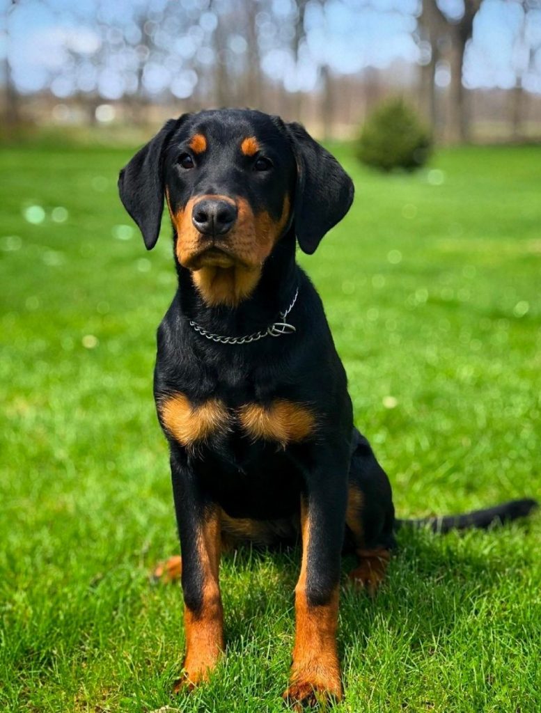 Doberman Rottweiler Mix Sitting on Grass