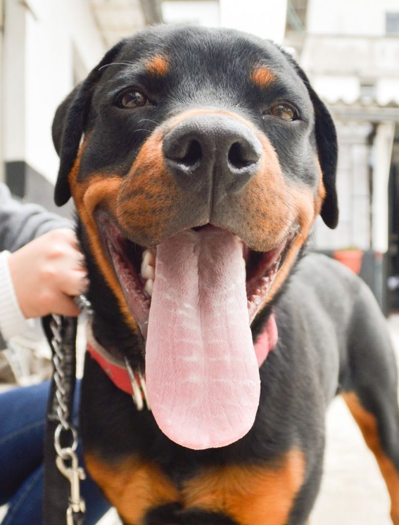 Doberman Rottweiler Mix Smilling