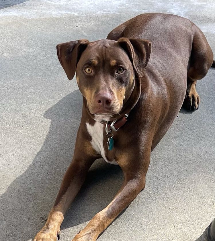 Doberman and Pitbull Mix Dog Lying on Floor Looking Up