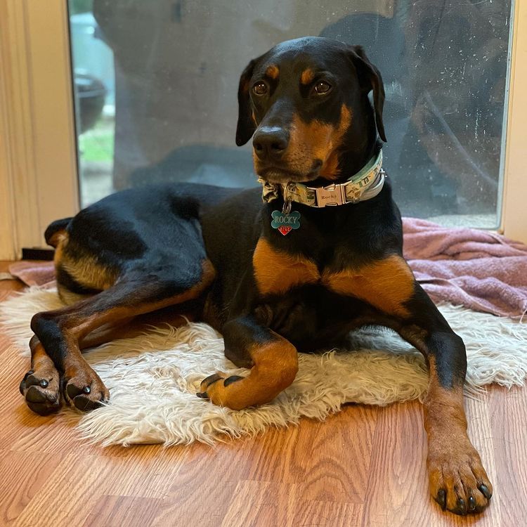 Doberman and Rottweiler Mix Dog Lying on Floor